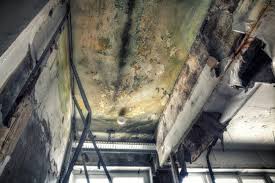 Best Biohazard Mold Removal  in Belvedere Park, GA